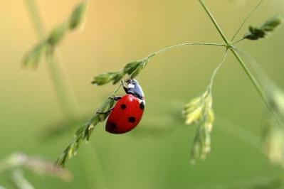 coccinelle